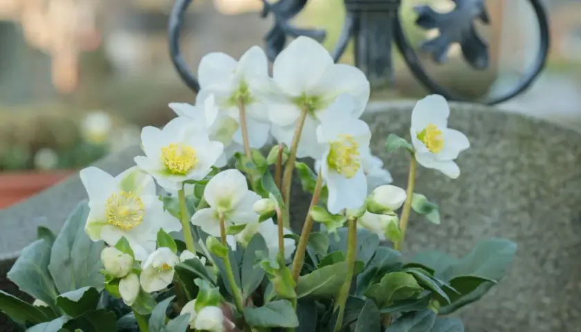 Weiße Christrosen blühen auf dem Grab, welche Blumen jetzt aufs Grab winterlich passen.