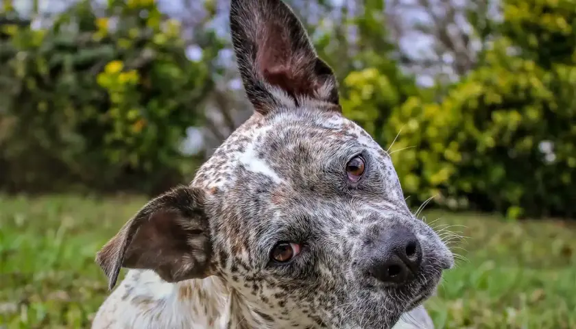 Un perro con manchas blancas y marrones gira la cabeza, con una oreja levantada, como si escuchara un sonido interesante.