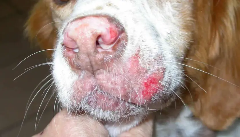 Primo piano del muso di un cane con lesioni cutanee rosse e infiammate, sintomo che la leishmaniosi è contagiosa da cane a cane.