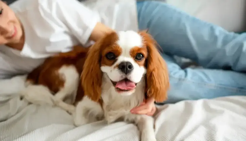 Uśmiechnięta osoba głaszcze cavaliera king charles spaniela. To jeden z tych uroczych, rasowych psów, które uwielbiają przytulanie.