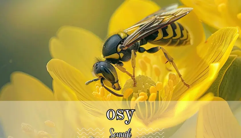 Osa na żółtym kwiecie. Sny o osach mogą symbolizować ostrzeżenie lub nadchodzące zmiany.