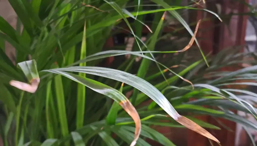 Calathea zasychanie brzegów liści. Brązowe końcówki liści wskazują na problem z wilgotnością lub podlewaniem.