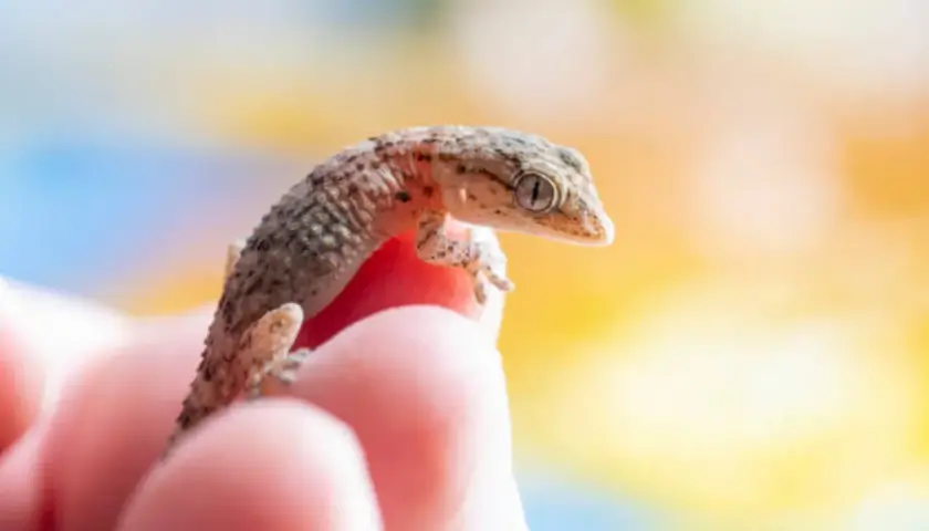 Pequeña salamanquesa en un dedo, curiosa por saber cuanto vive una salamanquesa.