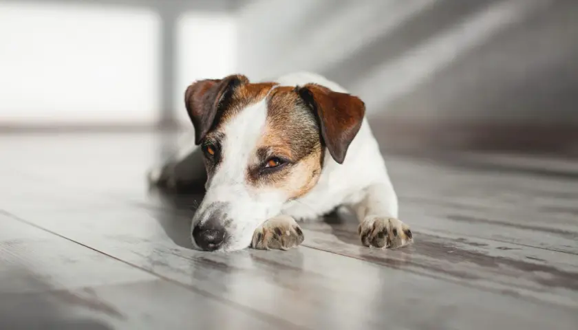 Jack Russell terrier odpoczywa na drewnianej podłodze, jego oczy patrzą w dal. Może to być moment zadumy przed kolejną wizytą u weterynarza, ale teraz jest czas na relaks. #diarvet