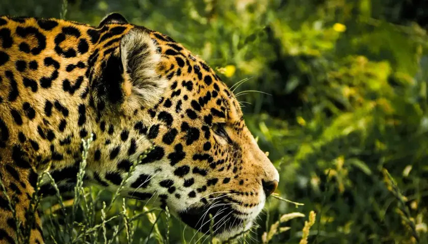 Piękny jaguar w trawach Pantanalu, jego cętkowane futro lśni w słońcu.