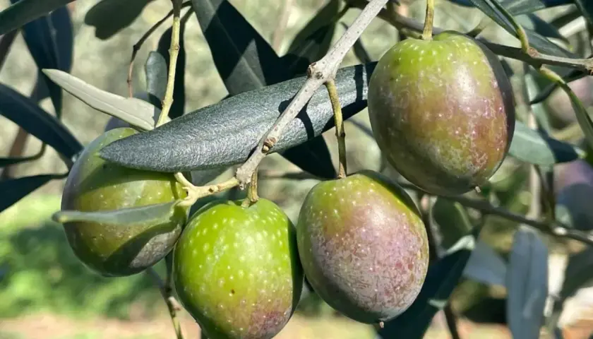 Olive verdi e violacee su ramo, pronte per il calendario concimazione fogliare olivo.