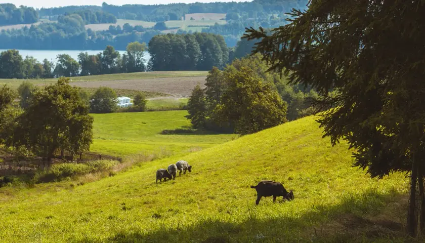 Krajobraz Kaszubskiego Parku Krajobrazowego: zielone wzgórza, jezioro, lasy i pasące się owce. Idealne miejsce, by odpocząć i podziwiać przyrodę.