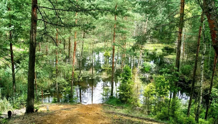 Leśne jezioro, dawna kopalnia bibiela, otoczone sosnami i zielenią. Woda odbija drzewa, tworząc malowniczy krajobraz.