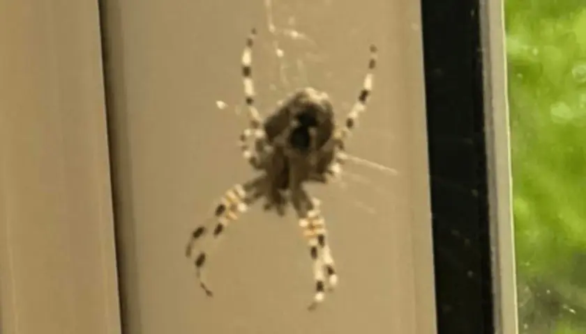 En korsspindel med tydliga mönster på benen sitter i sitt nät. Dess korsspindel storlek är imponerande.