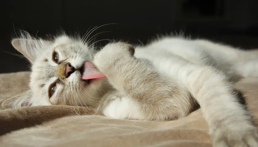 Gato blanco con lengua rosada lamiendo su pata. Mi gato se lame mucho, es un ritual de limpieza.