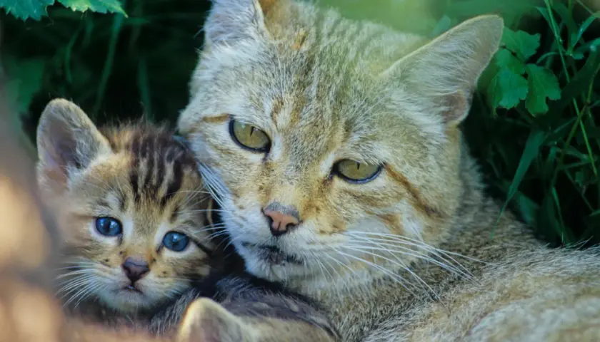 Eine Wildkatze mit ihrem Jungen in Bayern. Das Kätzchen hat blaue Augen, die Mutter schaut wachsam.