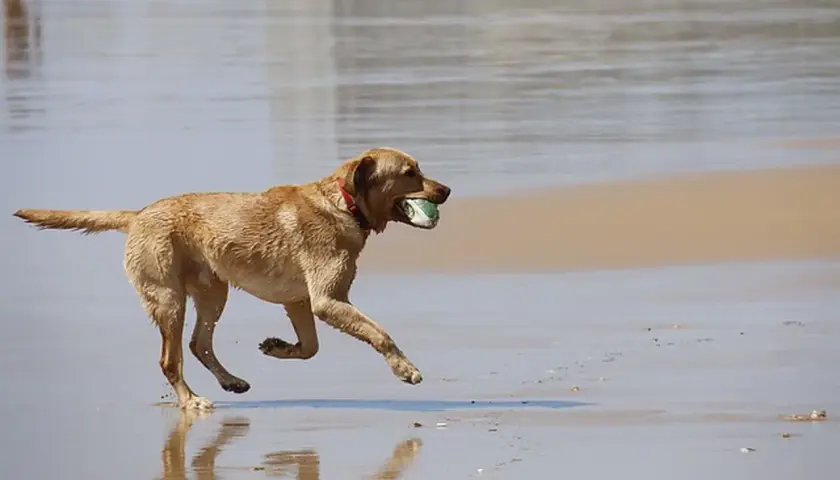 Perro marrón corriendo en la playa con una pelota en la boca. Los perros comen menos en verano, pero este se divierte mucho.