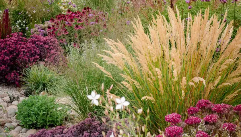 Ein üppiges blumenbeet anlegen mit Gräsern, Sedum und Purpur-Echinacea. Ein Traum für jeden Garten.