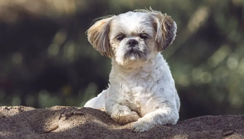 Uroczy piesek Shih Tzu leży na piasku. Zastanawiasz się, czy pies może jeść porzeczki? Ten słodki psiak na pewno by ich spróbował!