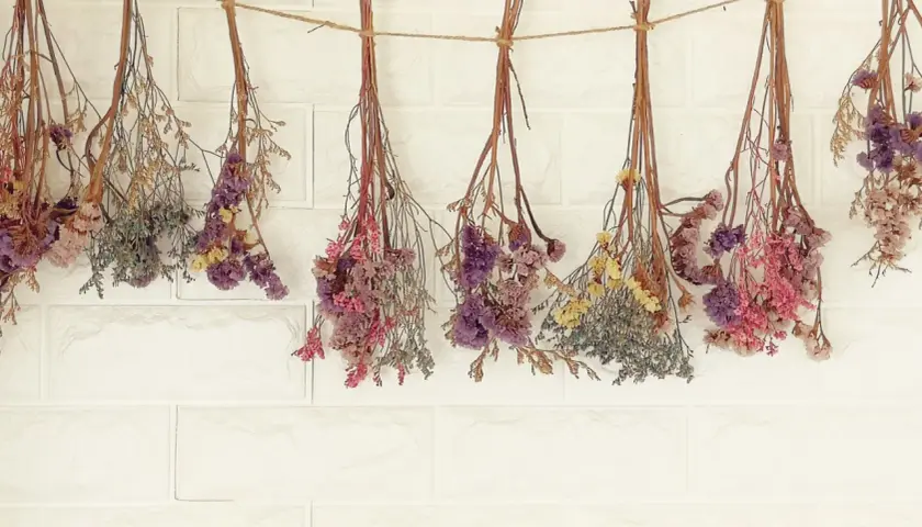 Des bouquets de fleurs séchées, aux teintes roses, violettes et jaunes, sont suspendus à une corde. Une méthode naturelle pour faire sécher des fleurs avec du sel.