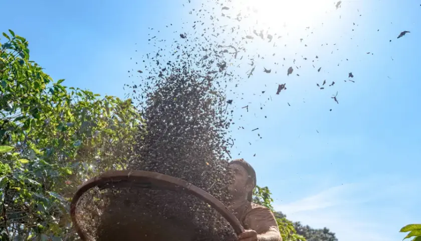 Gdzie rośnie awokado? Odkryj jego świat i inspiracje podróżnicze