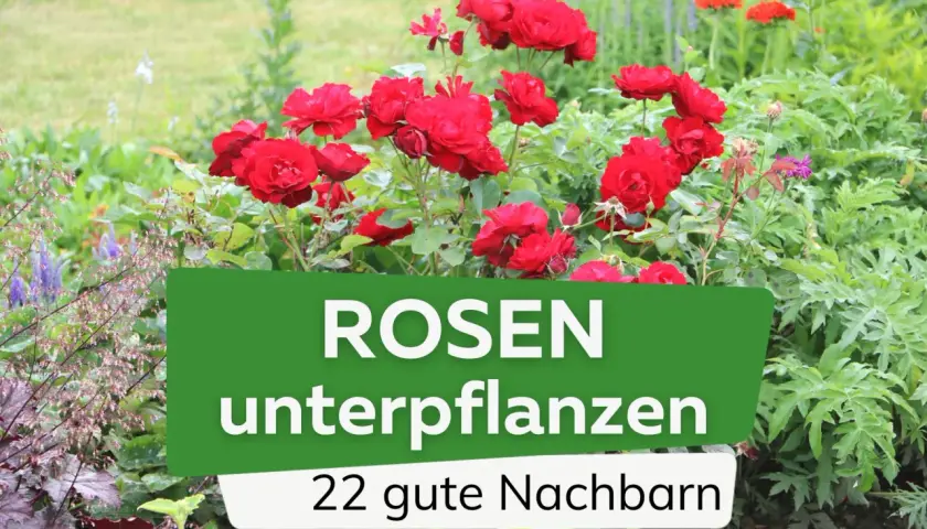 Rote Rosen blühen üppig, umgeben von zarten Bodendeckern. Ein Garten voller Leben und Farbe, ideal zum Rosen unterpflanzen.