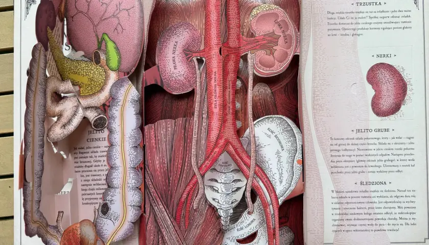 Anatomia człowieka: jelito cienkie, trzustka, nerki, aorta, żyła główna dolna, kości miednicy.