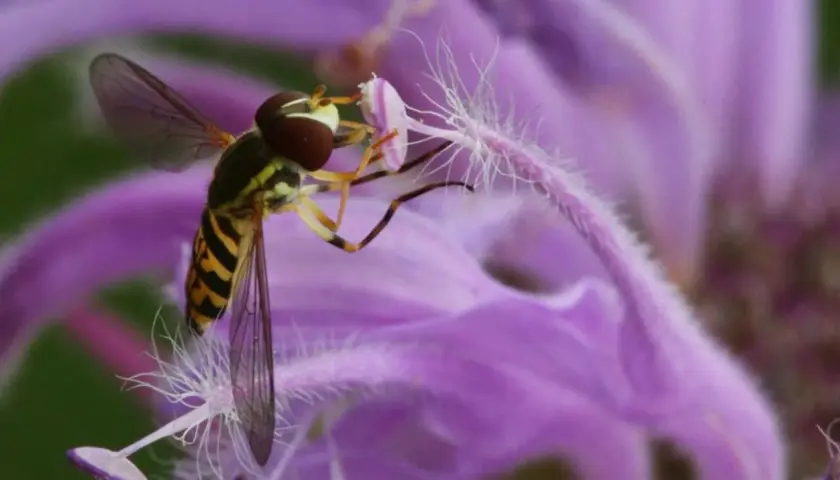 Un syrphe pyrastre, aux rayures jaunes et noires, butine une fleur violette aux longs pistils blancs.