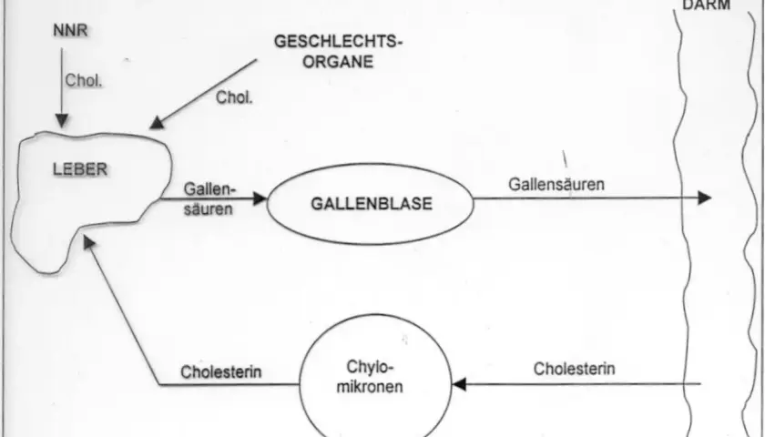 Schema zeigt Cholesterin-Stoffwechsel: Leber, Gallenblase, Darm. Colestyramin bindet Gallensäuren im Darm.