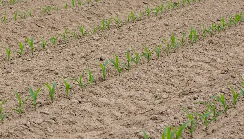 Jeunes pousses de maïs alignées dans un champ labouré. Le moment idéal pour savoir quand planter le maïs en pleine terre est lorsque le sol est réchauffé.