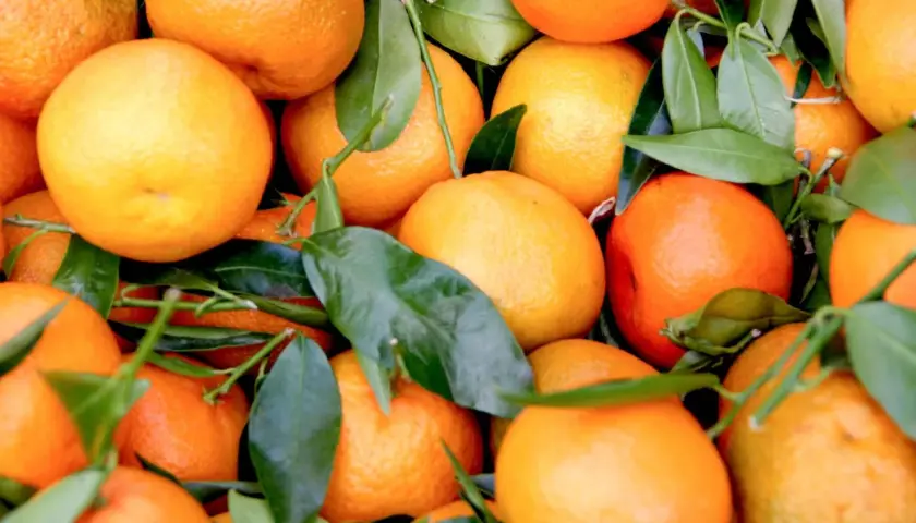 Frische, saftige Orangen mit grünen Blättern, bereit zur Lagerung.