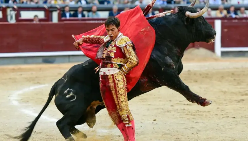 José Garrido, con su traje de luces, se enfrenta a un toro bravo en la arena.