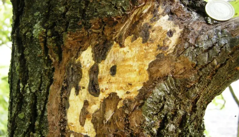 Dettaglio di un tronco d'albero con corteccia danneggiata, mostrando aree di legno esposto e macchie scure, indicative di malattie del noce.