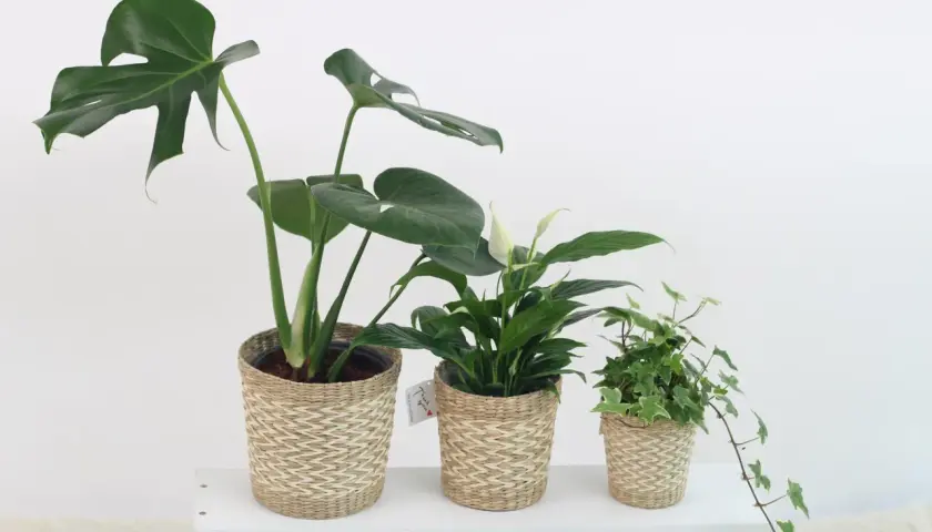 Drei grüne Zimmerpflanzen in geflochtenen Körben: eine Monstera, ein Einblatt und Efeu. Perfekt für das Schlafzimmer.