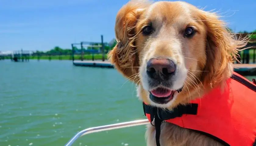 Vacaciones con mascotas: consejos para un viaje inolvidable y sin estrés