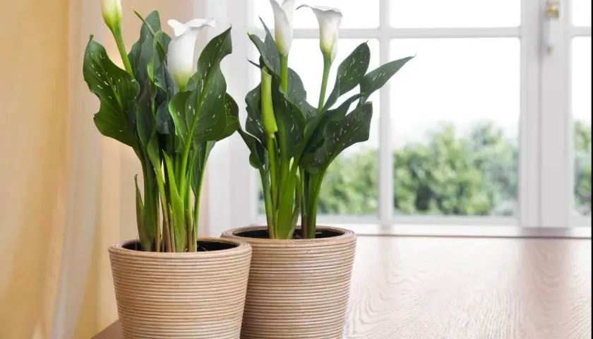 Zwei weiße Calla-Lilien in Körben auf einem Holztisch. Tipps zur Calla-Pflege für gesunde Pflanzen.