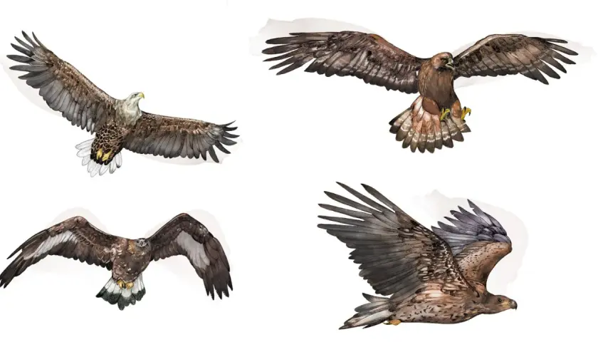 Fyra illustrationer av stora rovfåglar i flykt. En vitkindad örn, en kungsörn och två unga havsörnar visar upp sina imponerande vingbredder.