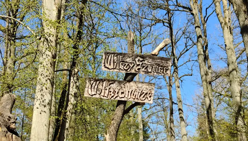 Drewniane drogowskazy wskazują trasę do Wilczego Szańca. Wiosna w lesie, drzewa pokryte młodymi liśćmi.