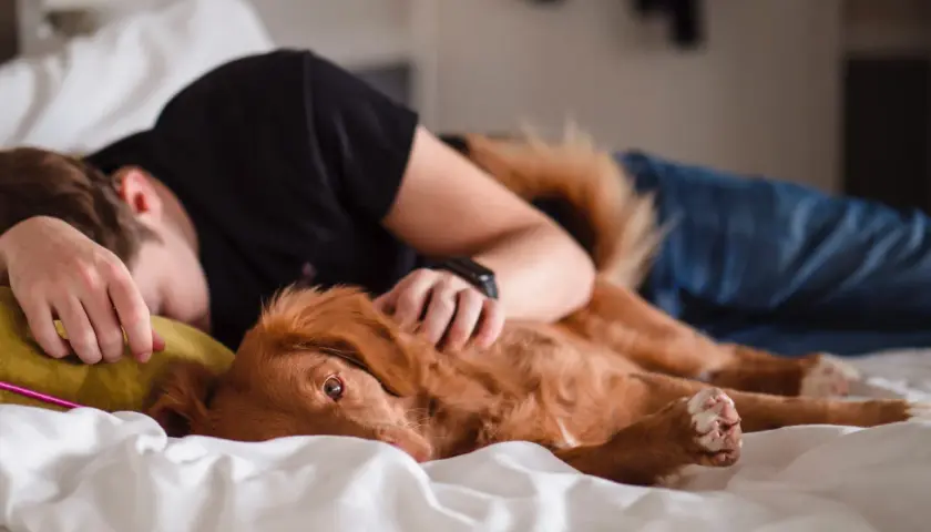 A ginger dog rests on a person in bed, a sweet moment that answers why does my dog lay on me: for comfort and connection.