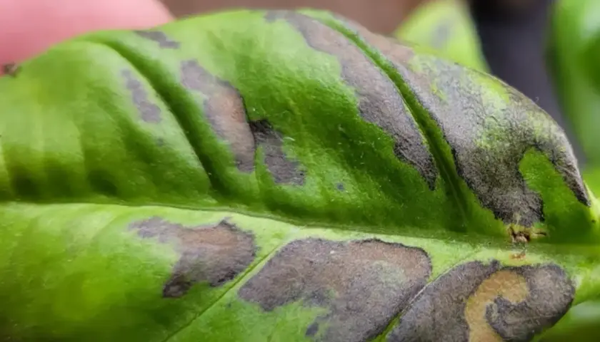 Foglia di basilico con macchie scure, quasi nere, che ne alterano il verde brillante.