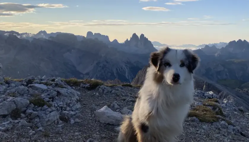 Ein treuer Hund genießt die atemberaubende Aussicht auf die Dolomiten.