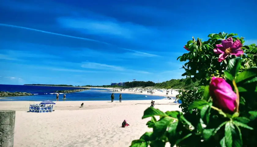 Słoneczne wakacje nad Bałtykiem. Piękny, błękitny dzień na piaszczystej plaży z kwitnącym dziką różą w tle.