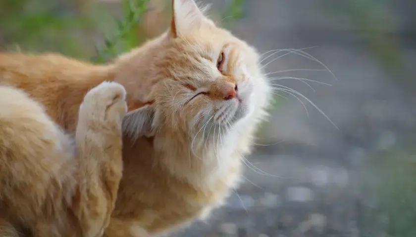 Eine orangefarbene Katze kratzt sich am Ohr. Möglicherweise leidet sie unter einer Futtermittelallergie bei Katzen, die Juckreiz verursacht.