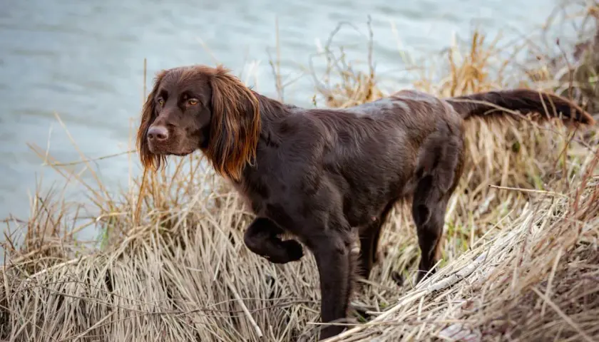 Ein brauner deutsch langhaar Hund steht im Schilf am Wasser.