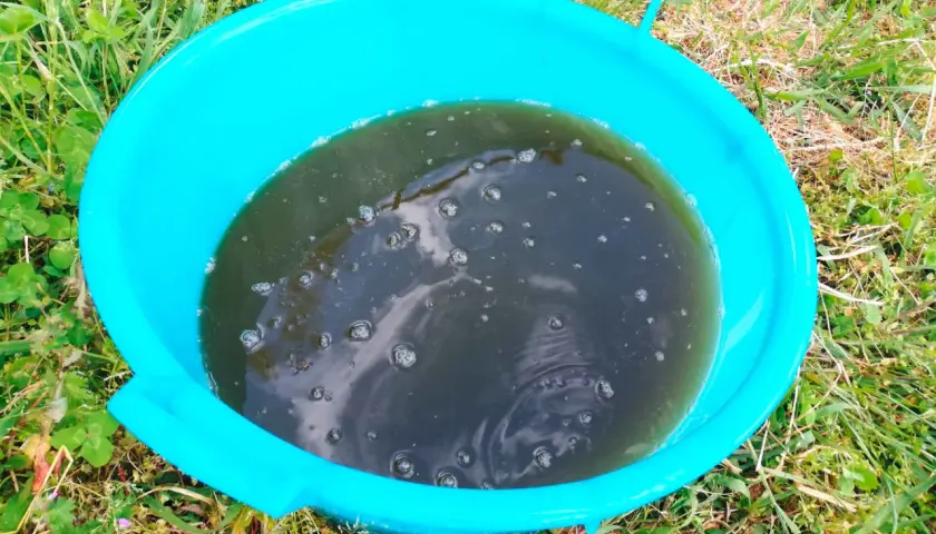 Un secchio turchese contiene un liquido scuro e torbido, probabilmente un macerato di aglio, con bollicine che affiorano.