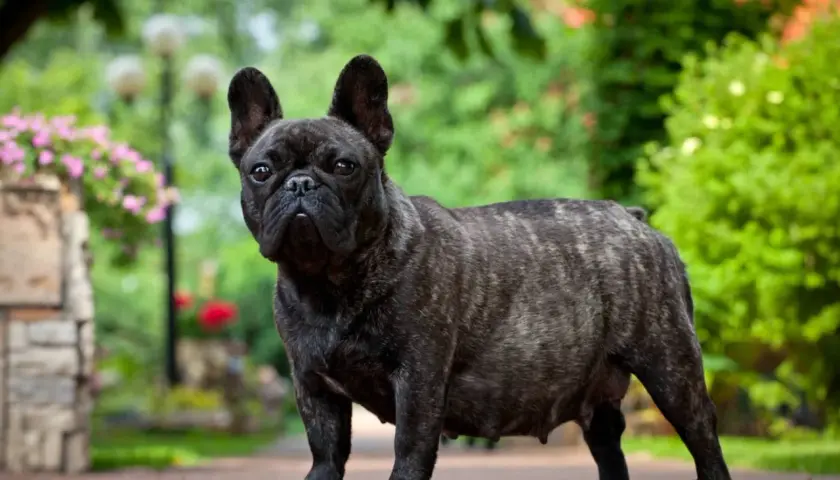 A brindle French Bulldog stands in a garden, its belly appearing swollen, hinting at a possible false pregnancy in dogs.