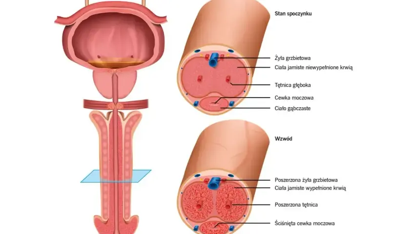 Anatomia penisa w stanie spoczynku i wzwodu. Rysunek przedstawia przekroje, ukazując budowę ciał jamistych i cewki moczowej. Zapach penisa jest złożony.