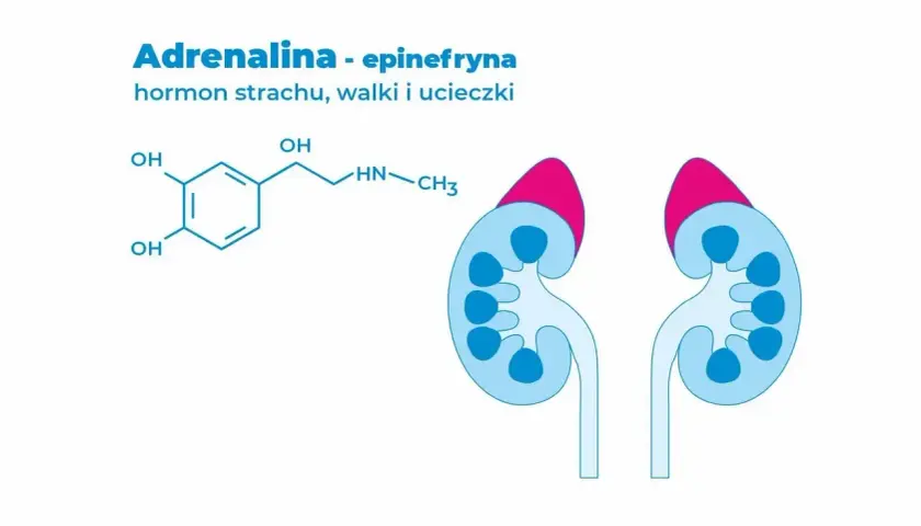Struktura chemiczna adrenaliny, hormonu strachu, walki i ucieczki, oraz schemat nerek.