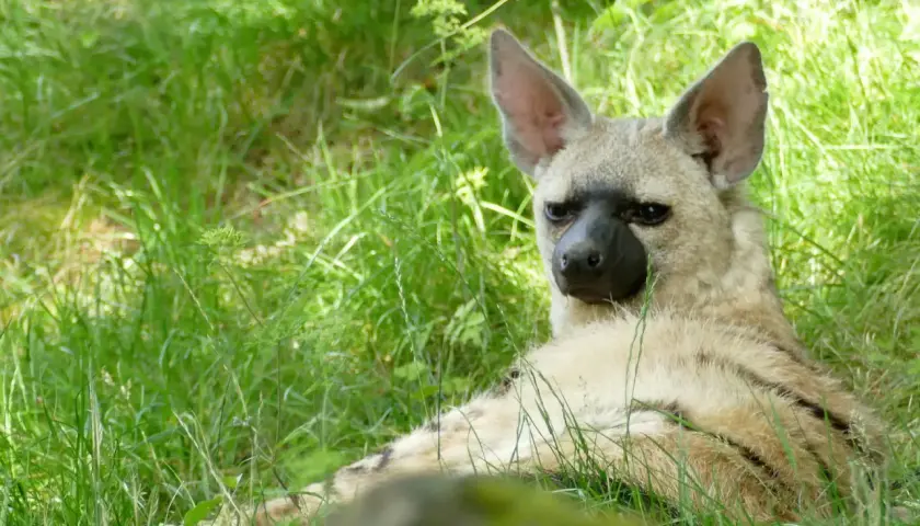 Un lobo de tierra descansa en la hierba alta, con sus grandes orejas atentas y su pelaje rayado camuflándose.