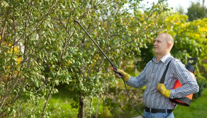 Un homme traite un arbuste avec un pulvérisateur, utilisant peut-être du nordox ou de la bouillie bordelaise pour protéger les plantes.
