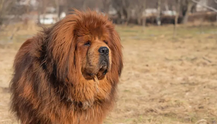Ein majestätischer tibetanischer Mastiff mit dichtem, braunem Fell steht auf einem Feld.