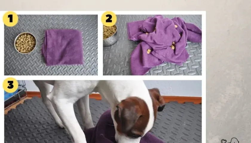 Jak zrobić zabawkę dla psa? DIY pomysły na super zabawę!