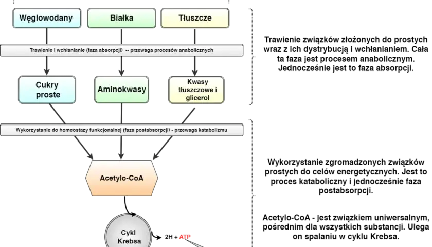 Schemat metabolizmu: węglowodany, białka i tłuszcze rozkładane do prostych cukrów, aminokwasów i kwasów tłuszczowych. Kluczowe dla diety, ile białka na redukcji.