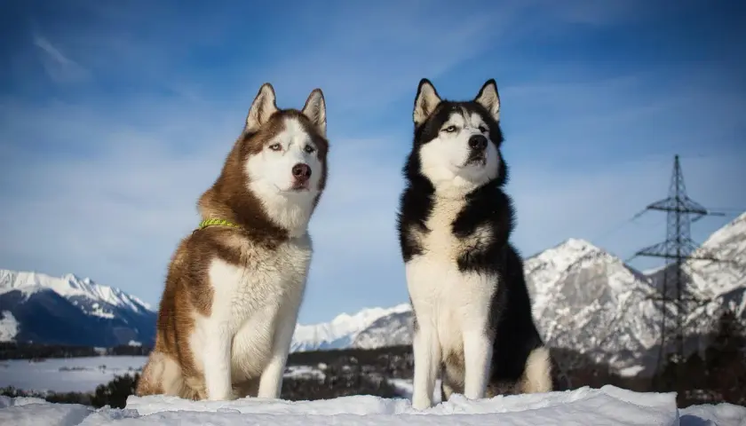 Zwei wunderschöne Husky-Rassen mit blauen Augen sitzen im Schnee vor einer Bergkulisse.
