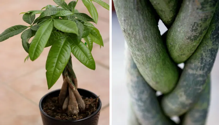 Pianta con un affascinante **pianta tronco intrecciato**, le cui radici si uniscono in una treccia naturale.